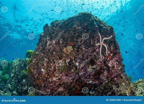 Buntes Korallenriff Und Masse Von Fisch In Einem Tropischen Meer