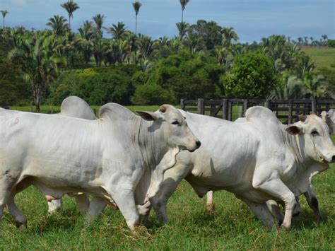 Leil O Da Expocarpina Re Ne Animais De Quatro Estados Do Nordeste