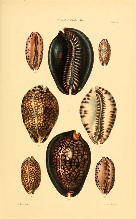 N44 W1150 Shell Art Scientific Illustration Vintage Illustration