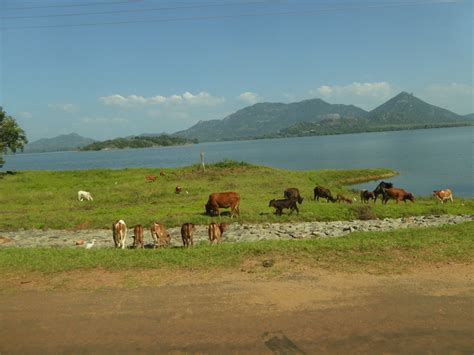 Kandalama Lake Heritance Kandalama Hotel Heritance Kandalama Dambulla