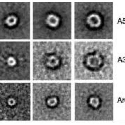 Annular Proto Fibrils Apfs Of Amyloid Aggregates Of Mutant