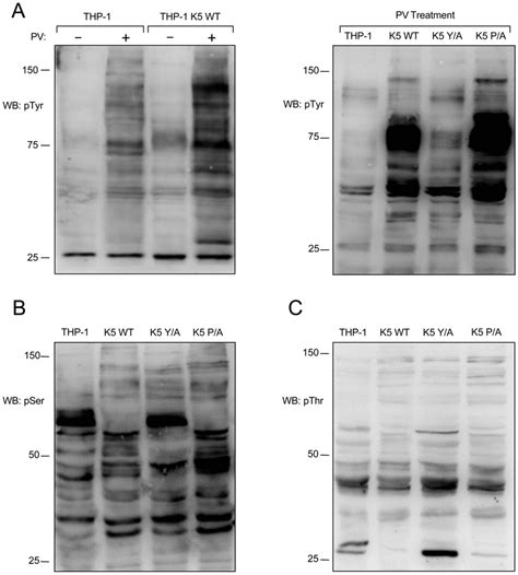 K Alters Tyrosine Serine And Threonine Phosphorylation A Left