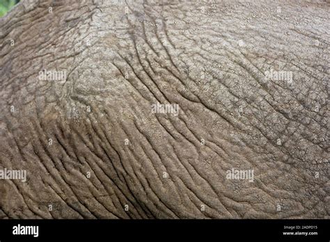 Elephant skin. Close up of the skin on an African elephant (Loxodonta ...