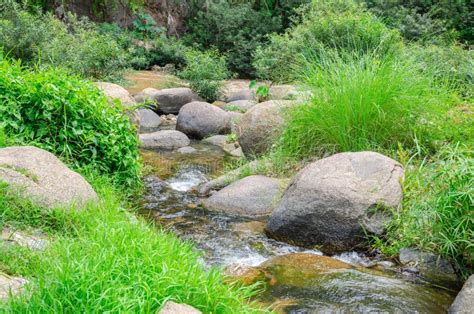 Stream Shallow River Around Green Trees And Grass Stock Image Image Of Rural Leaves 42738067