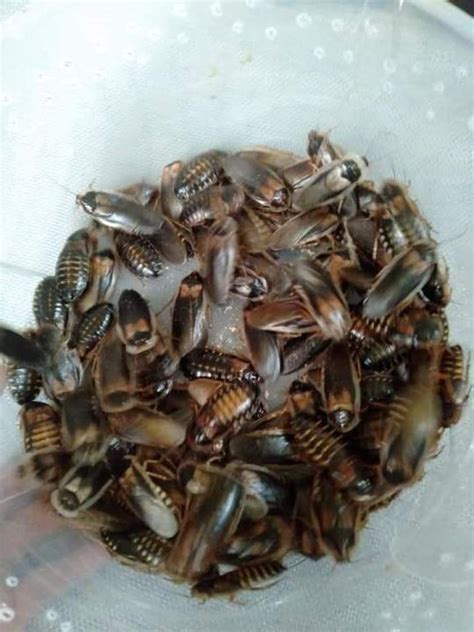 Dubia Roaches Colony Feeders Lazada Ph