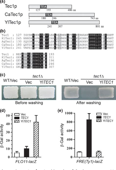 Figure From The Tea Atts Transcription Factor Yltec P Represses The