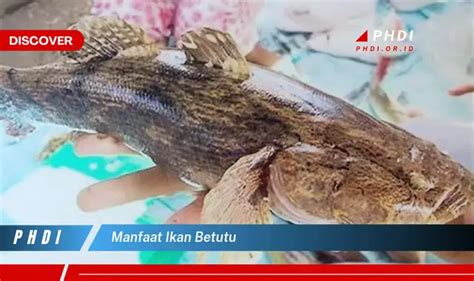 Ketahui Manfaat Ikan Betutu Yang Wajib Kamu Intip