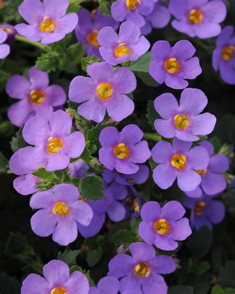 Bacopa Blue Flowers By Sleeman