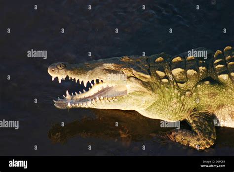 Crocodile, Costa Rica Stock Photo - Alamy