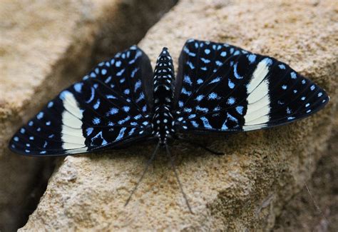 Top 9 Most Beautiful Butterflies in the World - Owlcation