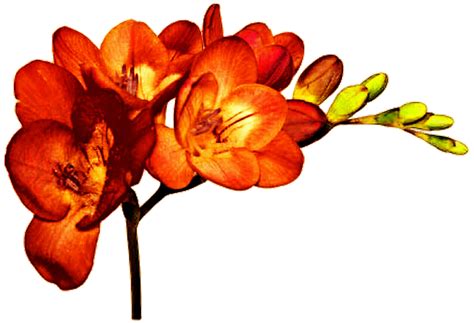 Cut Flowers Plant Freesia Alba Bulb Orange Flower Png Download 1024