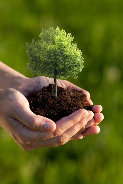 Hands Holding Small Tree Stock Image Image Of Concept 9704145