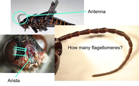 Insect Anatomy – The Head – UNBC BIOL 322, Entomology