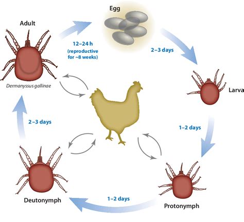 Figure 1 From Significance And Control Of The Poultry Red Mite Dermanyssus Gallinae Semantic