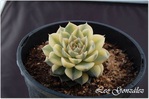 Echeveria Fabiola Variegated - Beautiful Succulent Plant