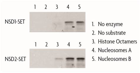 Active Motif Recombinant Nucleosomes