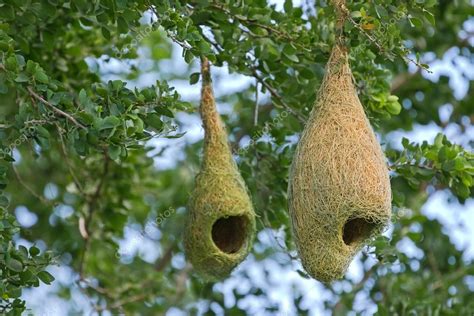 Weaver Bird Pendant Nests Hanging On Tree Branches In The Forest