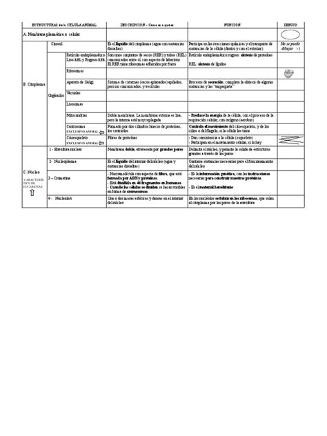 Ejercicio Tabla CÉlula Pdf Citoplasma Biología Celular