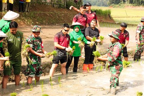 Kodim Antisipasi Krisis Pangan Tanam Padi Pakai Bios