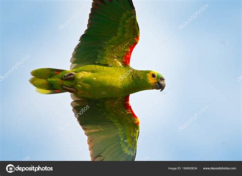 Parrot Brazil Habitat Turquoise Fronted Amazon Amazona Aestiva Portrait ...