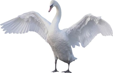 Goose Png