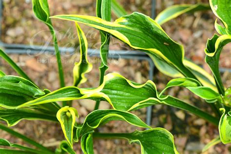 Sklep Hosta Bea - Funkia - Hosta 'Hands Up'