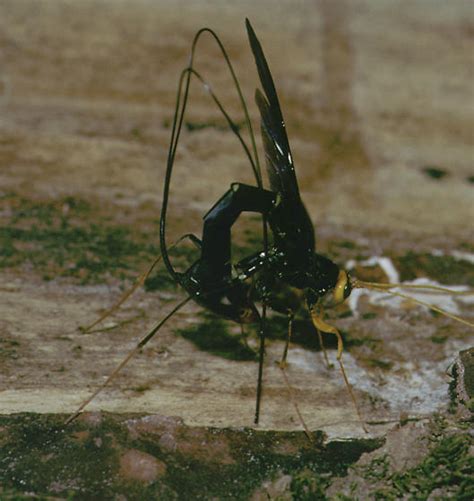 Megarhyssa Atrata Bugguide Net