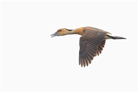 Fulvous Whistling Duck | wonderofbirds