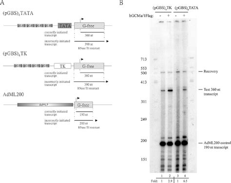 Analysis Of Reporter Constructs For In Vitro Transcription Of Hgcma1 Download Scientific