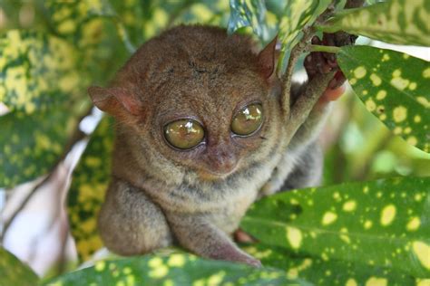 Tarsier in Bohol, Philippines | Attracttour