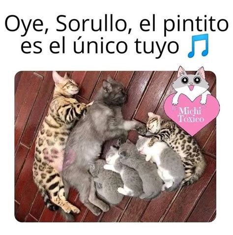 Pin De Maureen Ivonne Rojas Quesada En Amor Gatuno Chistes Graciosos