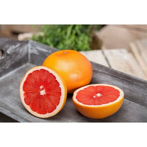 Piardino Árbol Frutal Naranjo Citrus Sinensis Bauhaus