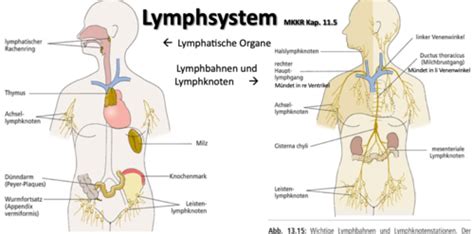 K 5 11 Lymphsystem Flashcards Quizlet