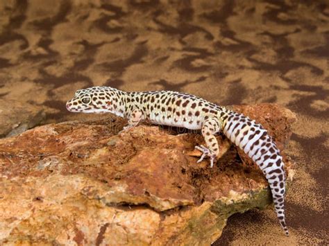 Leopard Spotted Gecko Stock Photo Image Of Amphibian 9351014