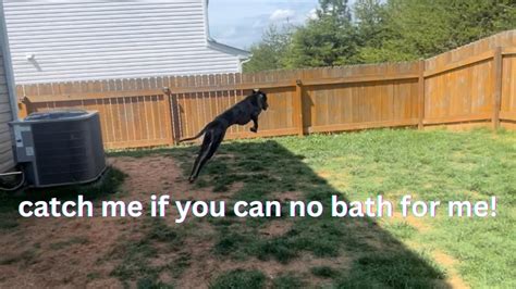 Great Dane Bath Time Chaos Kaias Hilarious Escape And Backyard Chase