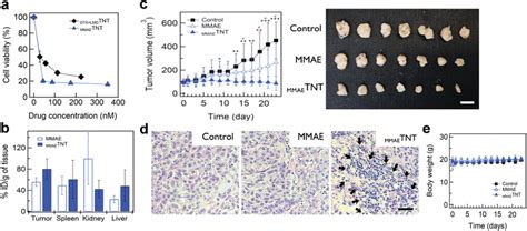 In vitro and in vivo anticancer efficacy of MMAETNTs. a) In vitro ... 