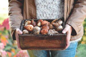 How To Overwinter Bulbs In Containers Gardeners Path