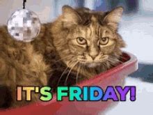 Friday Cat Meme GIFs | Tenor