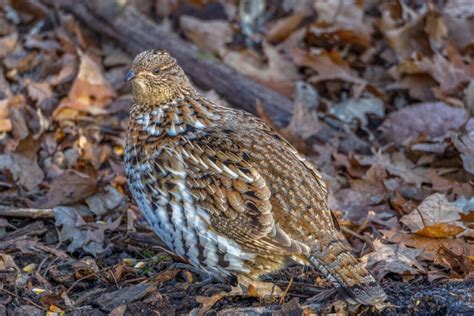 My 12 Best Bird Watching Spots In Pennsylvania You Should Try Just