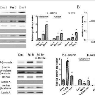 Sal B inhibited Wnt β catenin pathway was blocked down by loss of