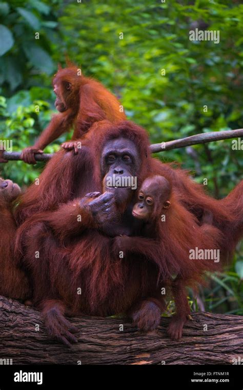 Men With Orangutan Hi Res Stock Photography And Images Alamy