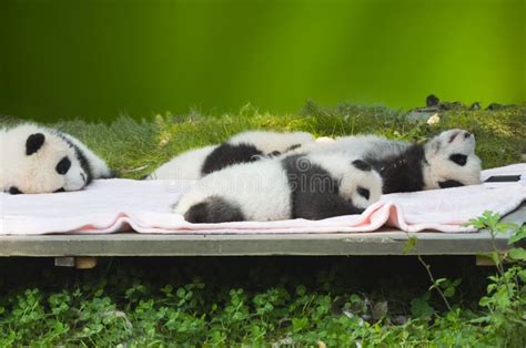 Baby Pandas, China stock image. Image of asian, chengdu - 308010421