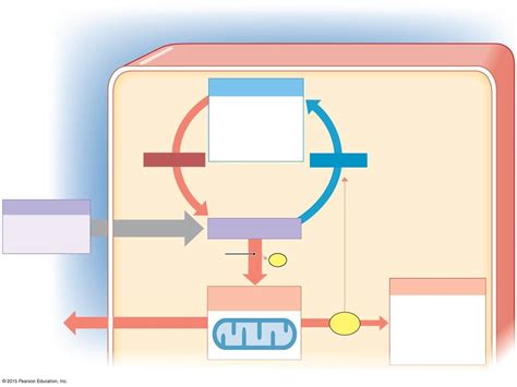 metabolism Diagram | Quizlet