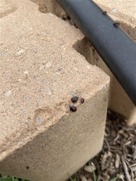 Baby lady bugs or pests? : r/gardening
