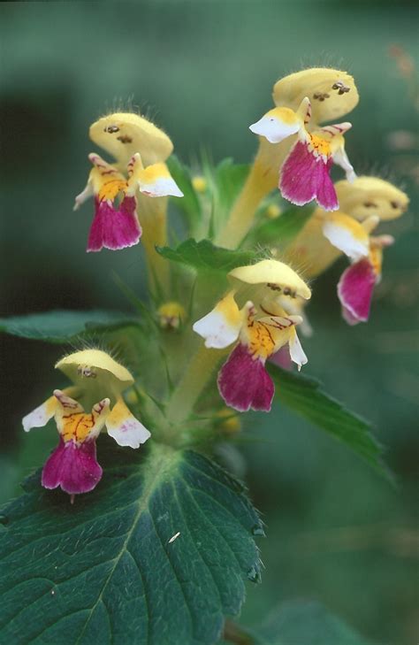 Flower Gallery :: Lamiaceae :: 616_20