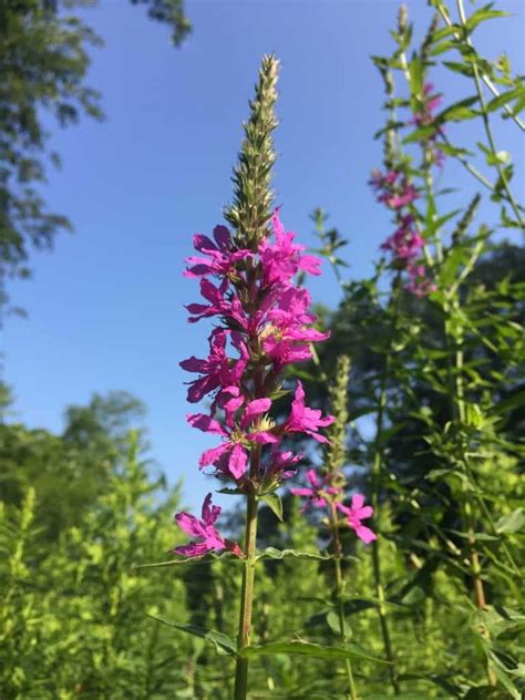 Purple Loosestrife Herb Of The Week CommonWealth Holistic Herbalism