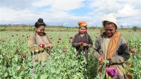 Myanmar Cracking Down On Opium But Conflicts Push Drug Trade News