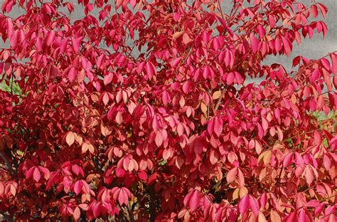 Burning Bush Plant Profile Toxicity And Identification