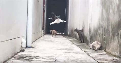 El auténtico gato volador protagoniza un increíble video viral TN