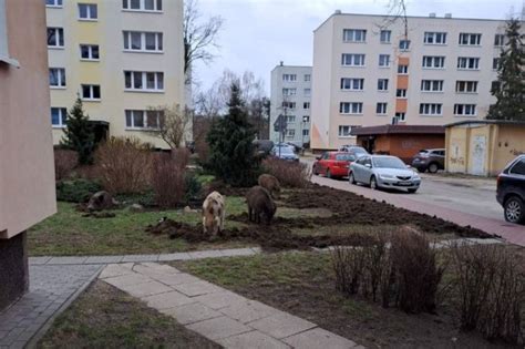 Legionowo Za Rekultywacj Zrytych Przez Dziki Osiedlowych Trawnik W